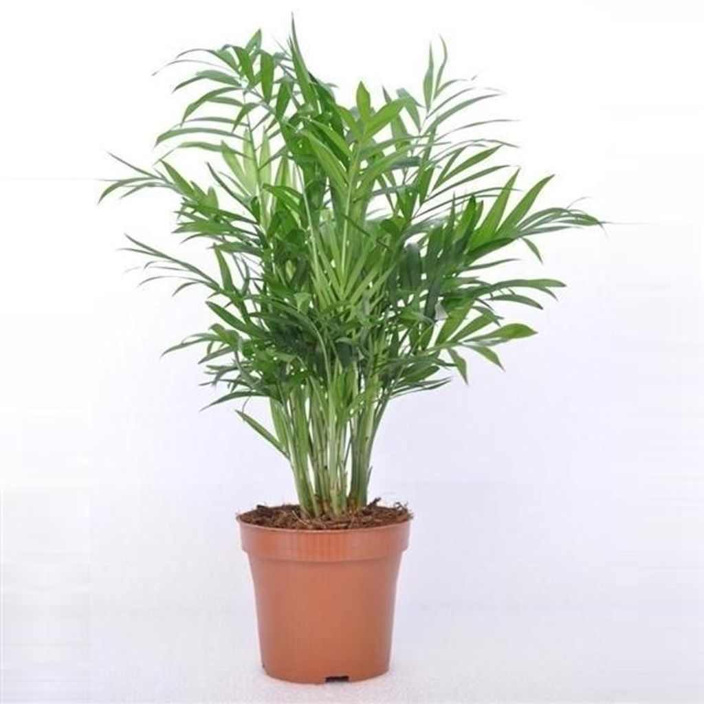 Bergpalme 30 cm Chamaedorea elegans Zimmerpflanze