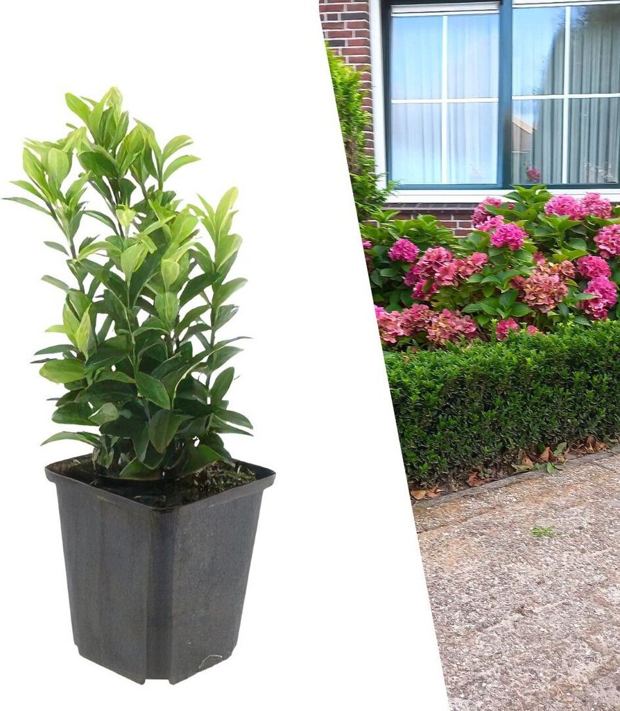 Plants by Frank | 48 Japanischer Spindelstrauch Pflanzen | Produktbild 