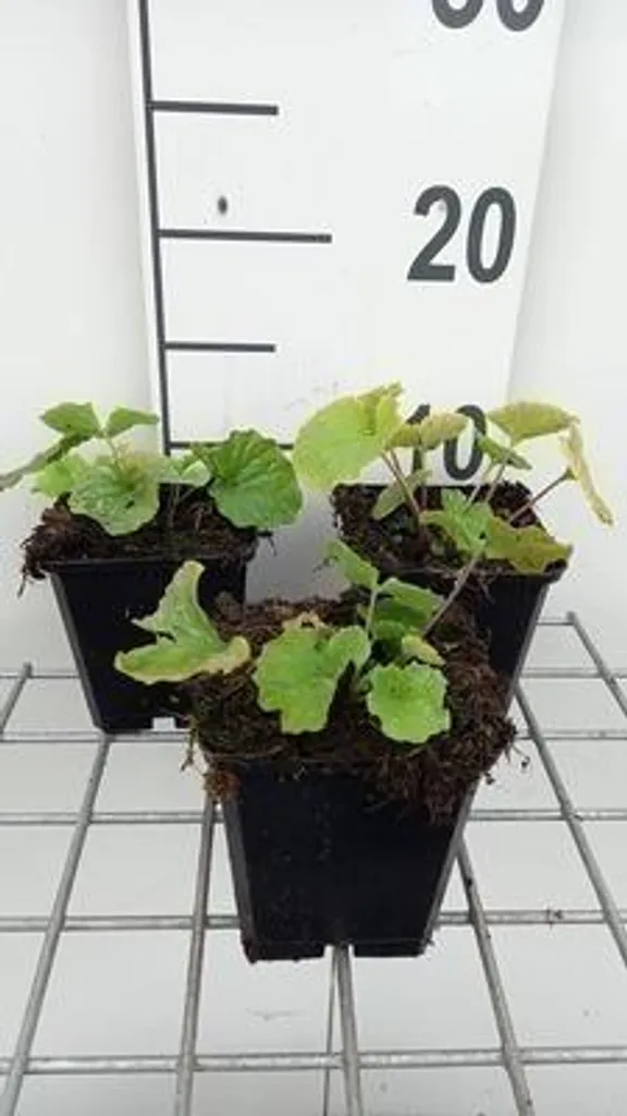 Pachyphragma macrophyllum pour jardin d'ombre - Couvre-sol sans entretien