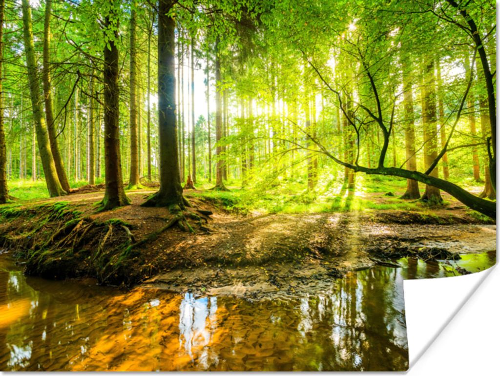 MuchoWow Poster Wald - Landschaft - Wasser - Bäume - Sonne - Grün - Natur 160x120 cm - Foto Plakat