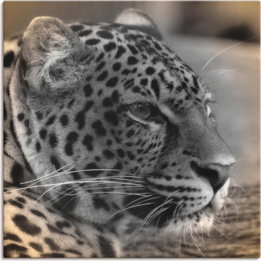 ARTland Leinwandbild Leopard Profil Größe: 70x70 cm