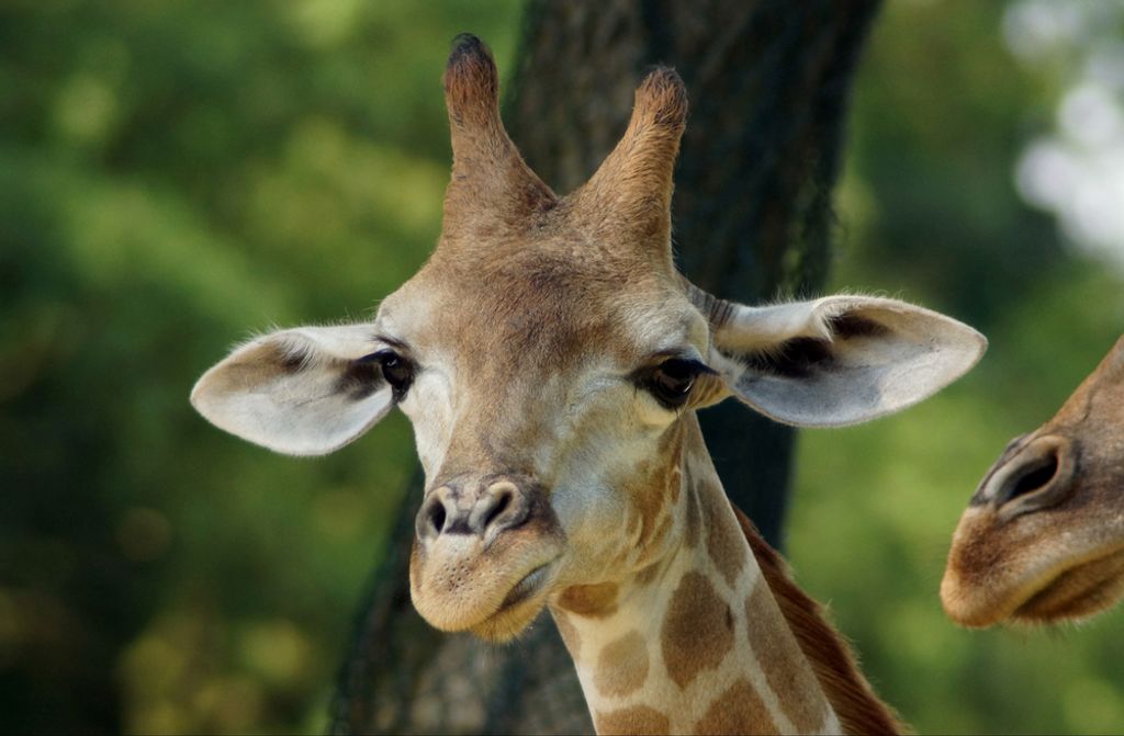 hansepuzzle 78541 - Giraffe Puzzle, 500 Teile, Natur, 46,0 x 30,0cm mit hochwertiger Aufbewahrung, Kartonbox und wiederverschließbarem Beutel