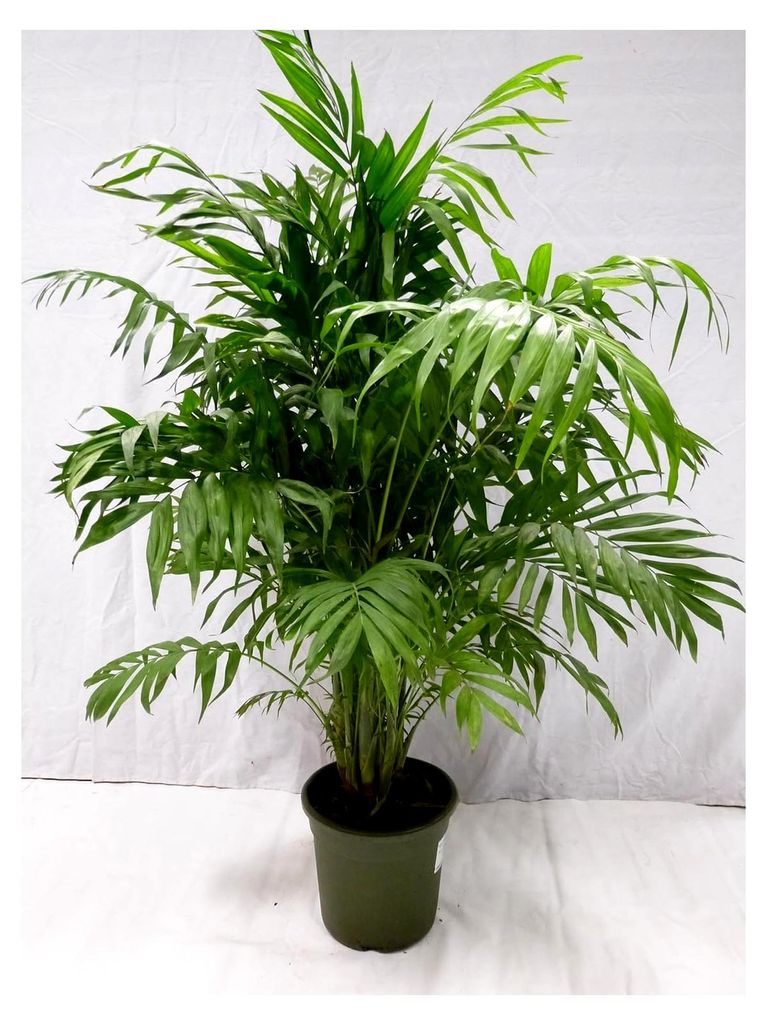 XL Chamaedorea elegans 90 cm - Topf 23 cm Ø - Bergpalme