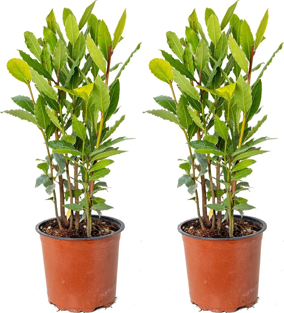 Laurier-sauce contre le Gel : Lot de 2 Plantes de Jardin de 50 cm de Haut