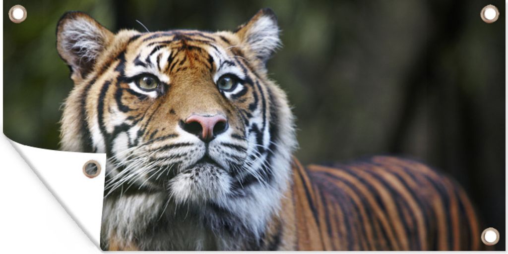 MuchoWow 160x80 cm Outdoor-Poster Gartendeko Sichtschutz Garten Poster für den Garten Tiger - Dschungel - Mantel
