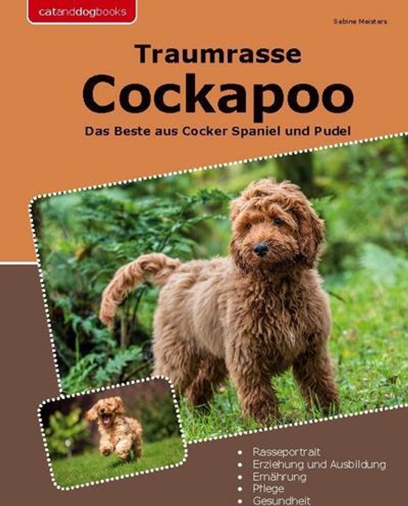 Traumrasse Cockapoo