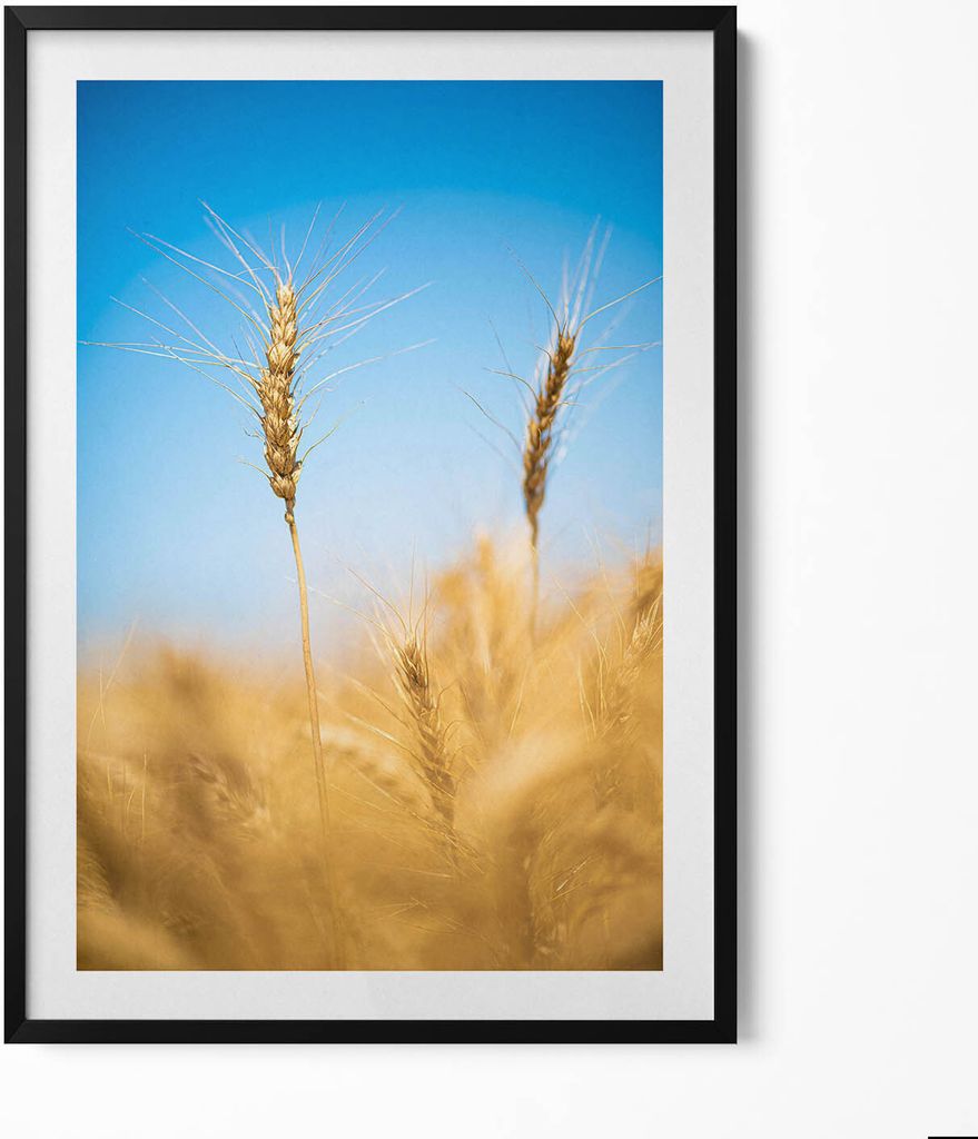 Ohren gegen den Himmel– Wandbild mit Rahmen – Gerahmtes Bild – Wanddekoration – 70x100 cm – Schwarz Rahmen