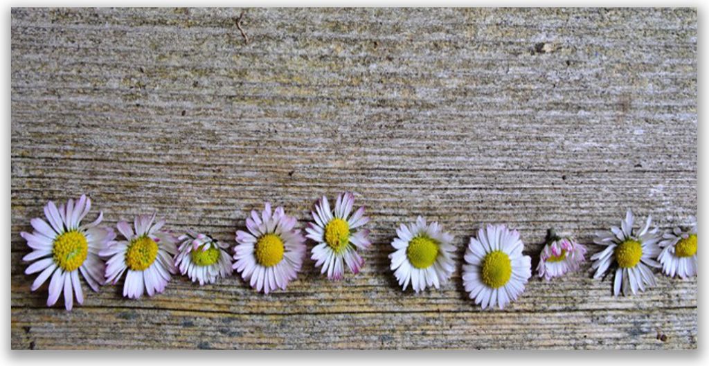 Glasbilder 120x60 Wandbild Druck auf Glas Gänseblümchen Pflanzen