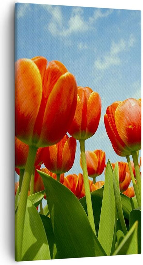 Bild auf Leinwand - Leinwandbild - Tulpe Blume blauer Himmel - 55x100cm - Wand Bild - Wanddeko - Leinwanddruck - Bilder - Kunstdruck - Wanddekorati...