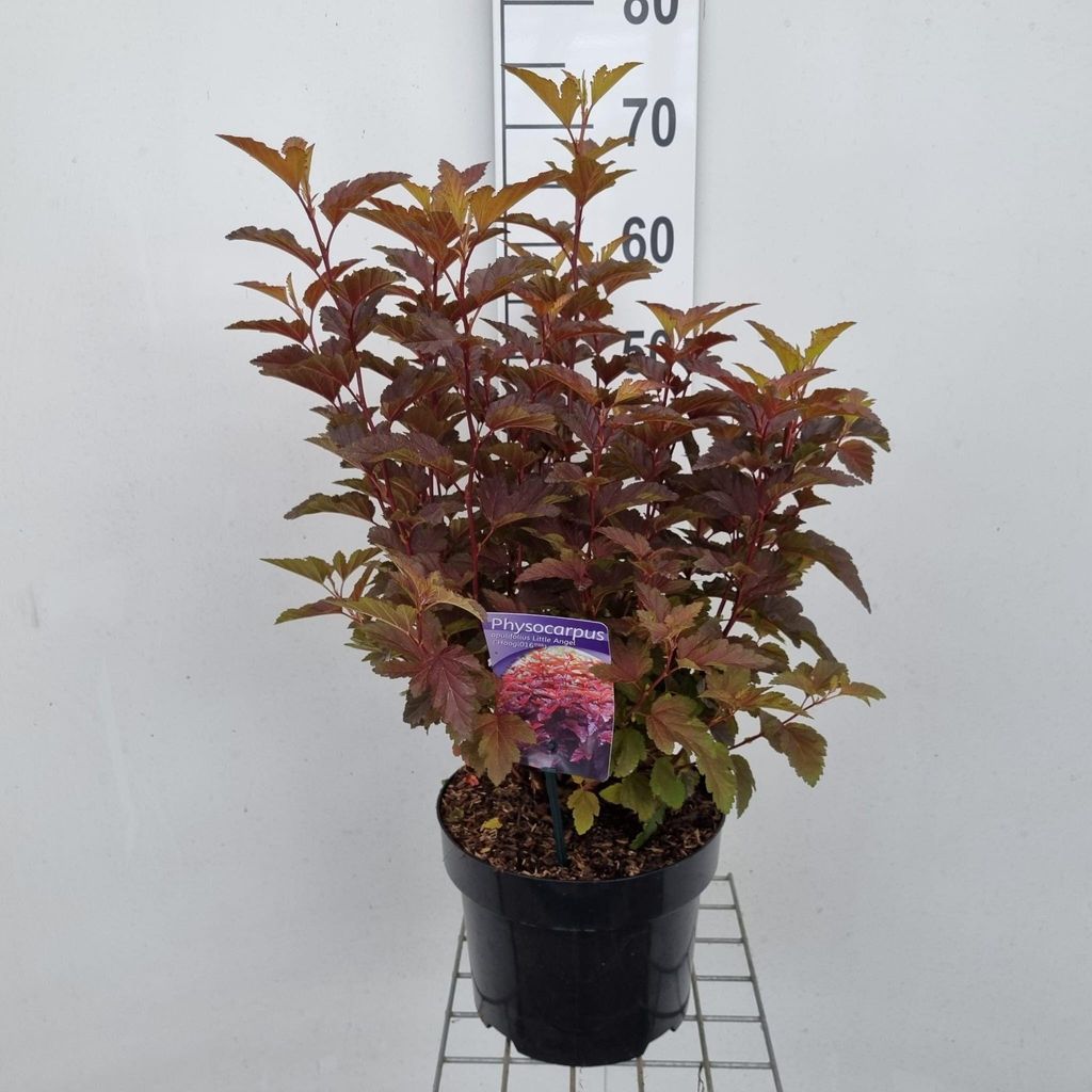 Physocarpus opulifolius Little Angel ('Hoogi016'PBR) - Blasenspiere | 40-50 cm im Topf