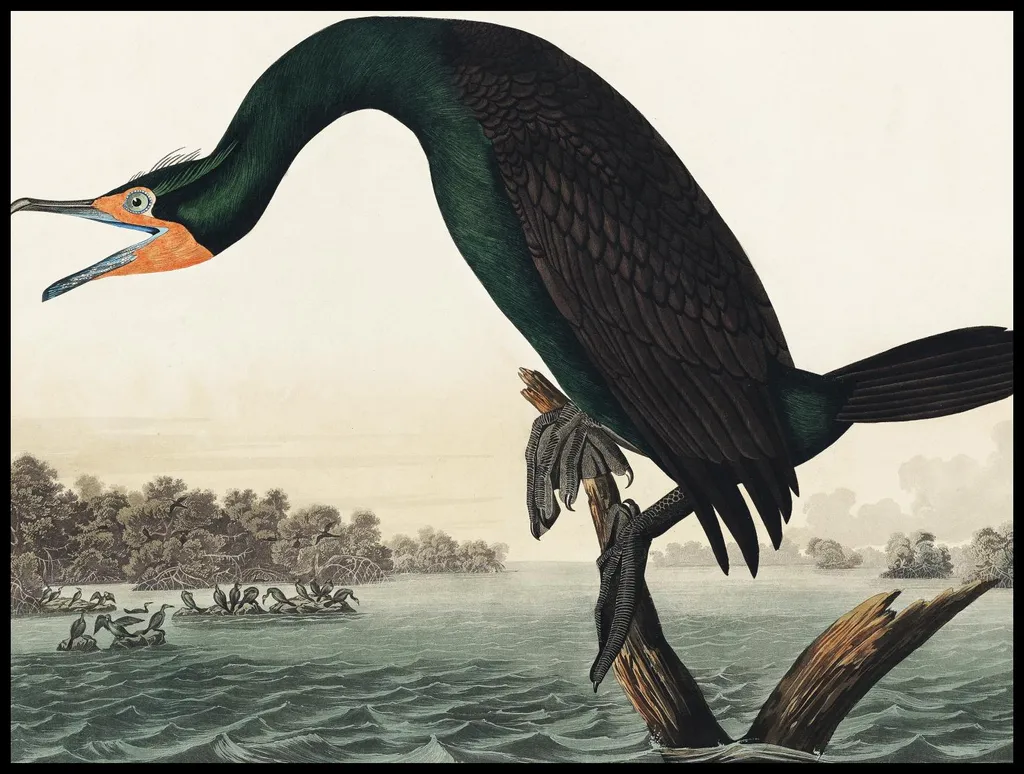 Poster Mural Vintage J.J. Audubon Cormoran Rogaty - Format 100x75 cm