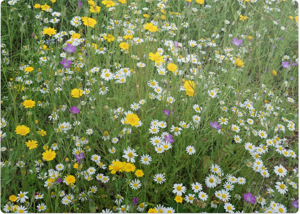Blumenwiese – Bodenschutzmatte – Stuhlunterlage 140x100 cm – Rutschfest – Hartbodenmatte