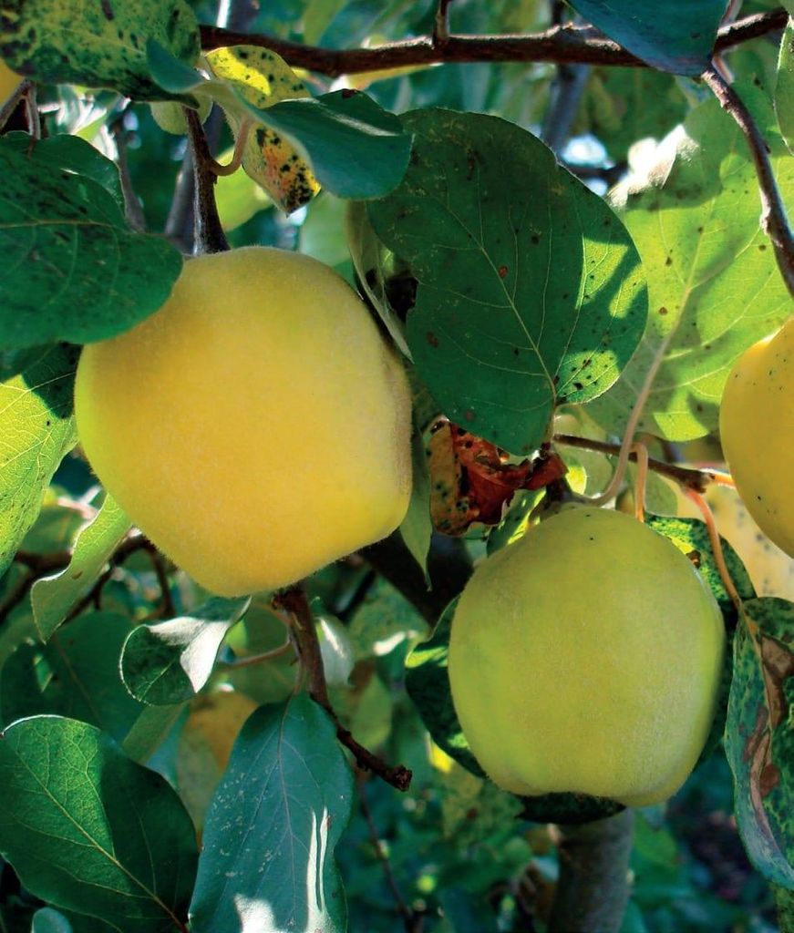 Quitte Leskovac, 0.3 m hoch, 2L Topf, apfelförmige Früchte, Produktbild 