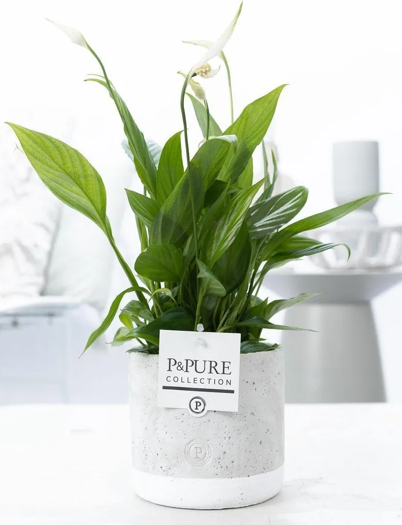 Lis de Paix Spathiphyllum : Plante d'Intérieur Robuste et Air Purifiée