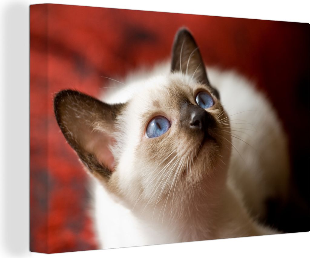 OneMillionCanvasses - Leinwandbilder - 140x90 cm, Junge Siamkatze schaut auf, Wandbilder Kunstdruck Wanddekoration - Foto auf Leinwand - Gemälde...