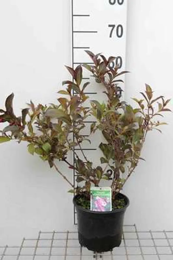 Weigelia Alexandra arbuste à fleurs pourpre - Weigela en pot 40-50 cm