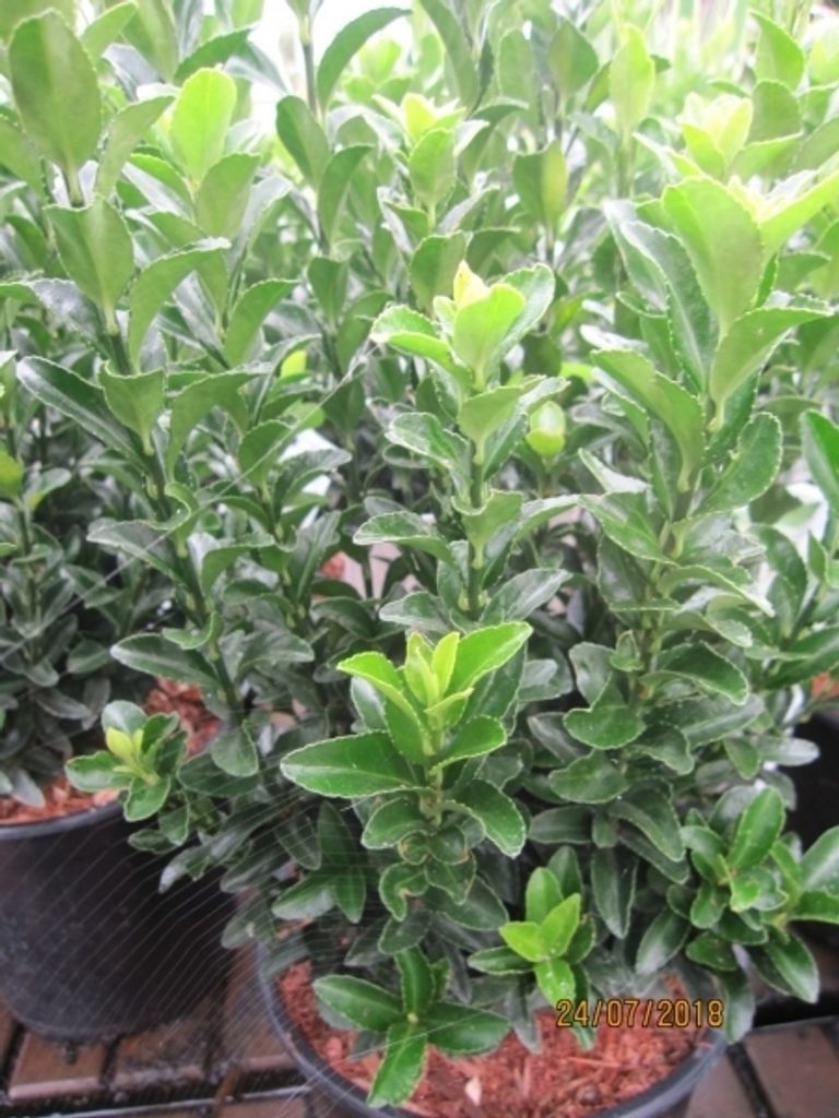 Euonymus japonicus Paloma Blanca - japanischer Spindelstrauch Paloma Blanca 30-40cm