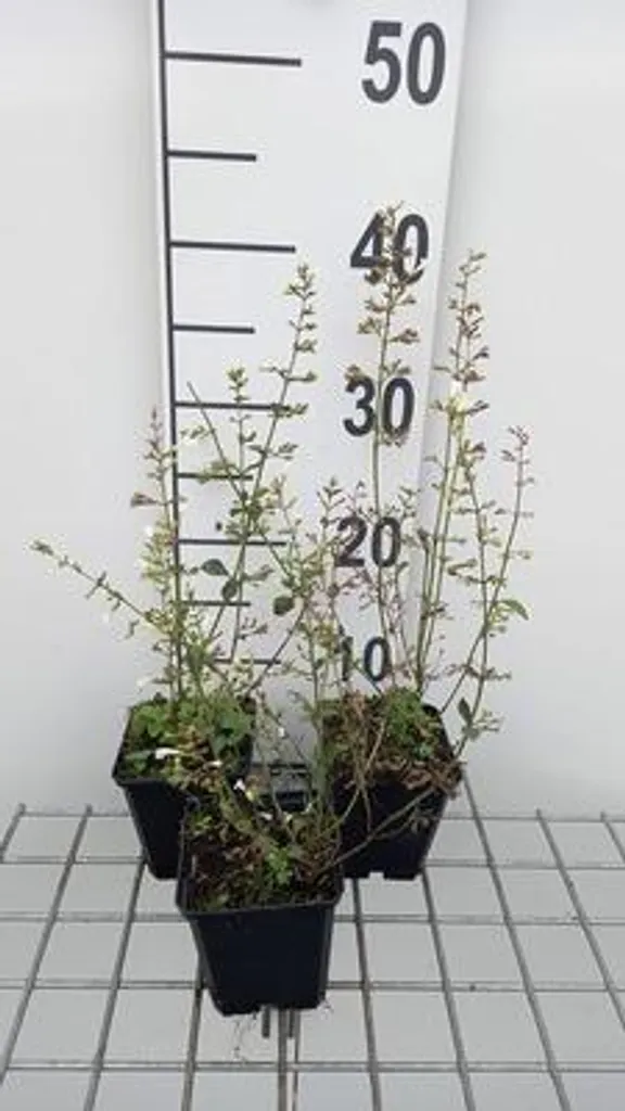 Plante vivace Calamintha White Giant - Menthe de montagne lot de 6