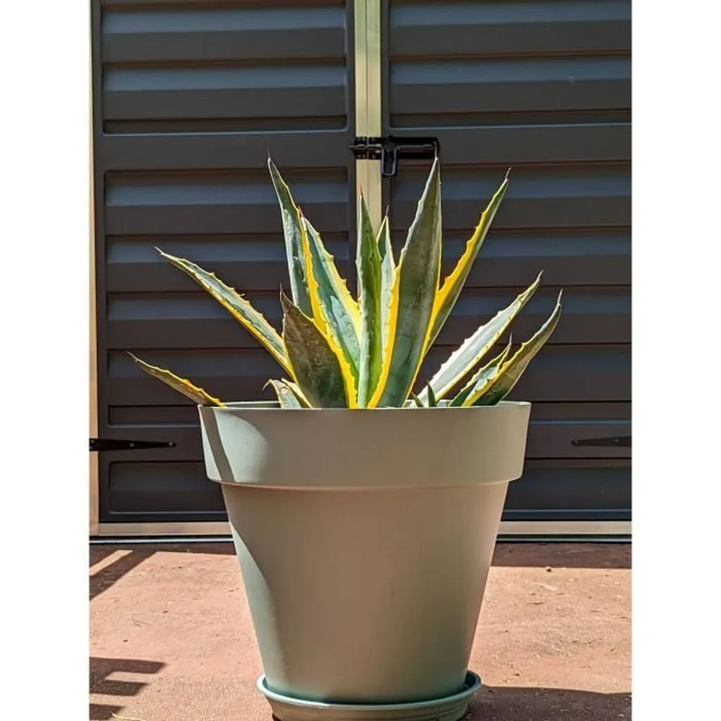 Grand pot RIVIERA vert L50cm : jardinière résistante au design moderne