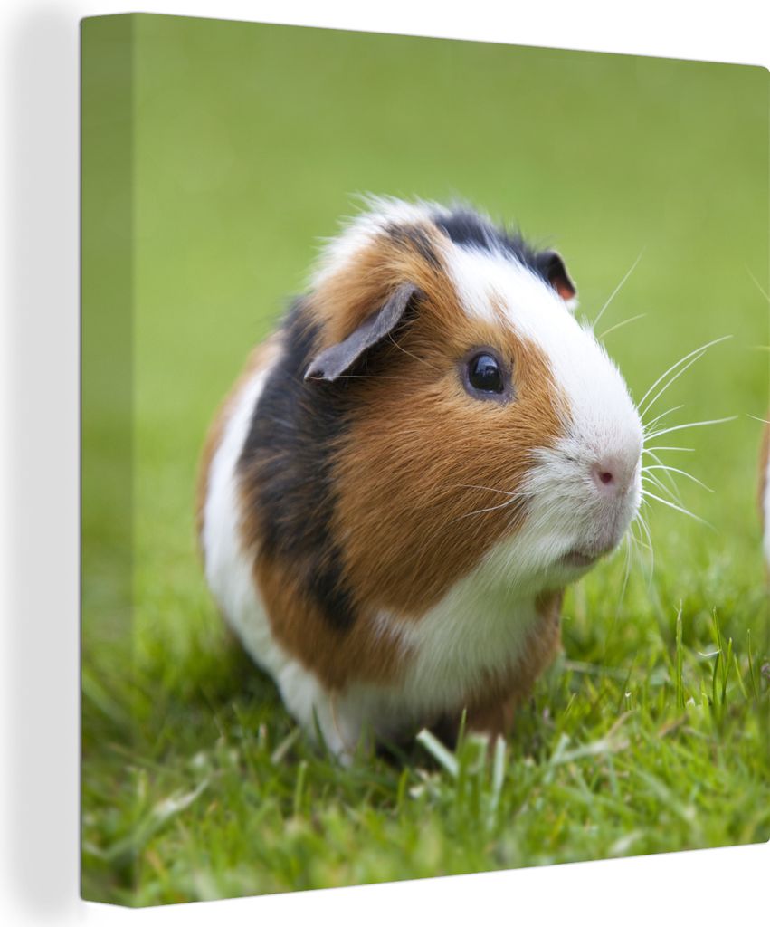 MuchoWow - Leinwandbilder - Zwei Meerschweinchen, Wandbild, Wanddeko Bilder Wohnzimmer, 50x50 cm