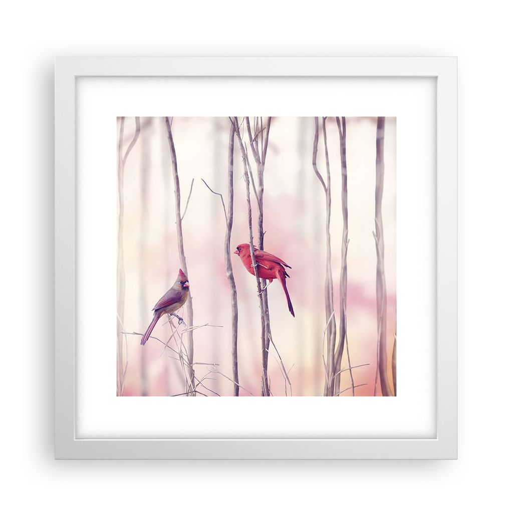 Gerahmtes Poster - Weißer Rahmen - Vögel Kardinal Scharlachrot - 30x30 cm - Wand Bild - Wanddeko - Wandbilder - Wandposter - Bilderrahmen - Bilde...