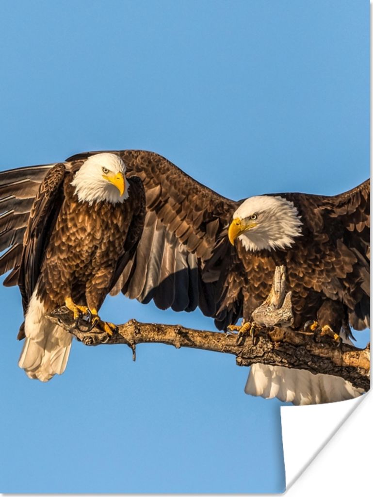 MuchoWow Poster Vogel - Äste - Adler - Raubvögel - Luft 90x120 cm - Wohnzimmer