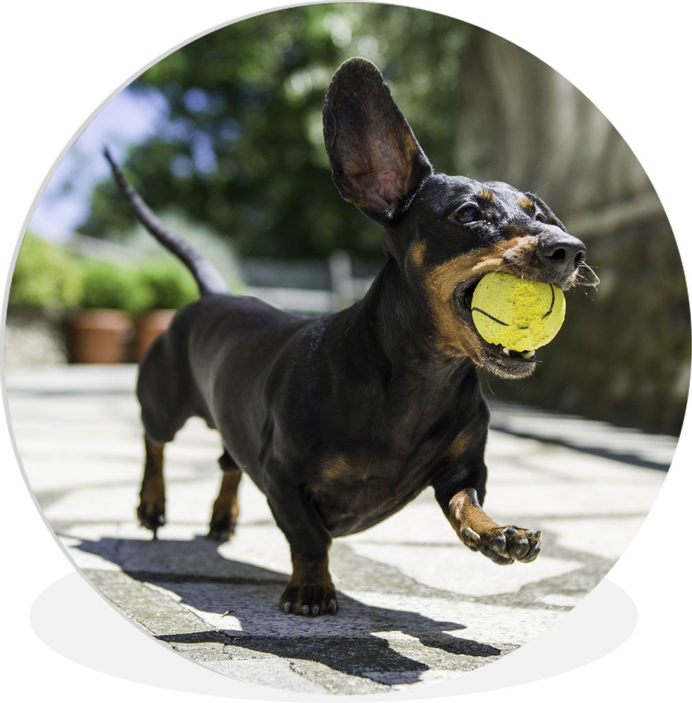 MuchoWow Rundes Wandbild - Runde Bilder Ein schwarzer Dachshund mit einem Tennisball Ø 90 cm Kreis Wanddekoration Kunststoff - Wandkreis - Wands...