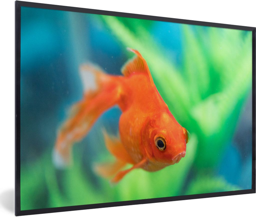 MuchoWow Gerahmtes Poster Goldfisch in einem Süßwasseraquarium 30x20 cm - Poster mit Schwarzem Bilderrahmen Wandposter Rahmen Foto Bilder - Kun...