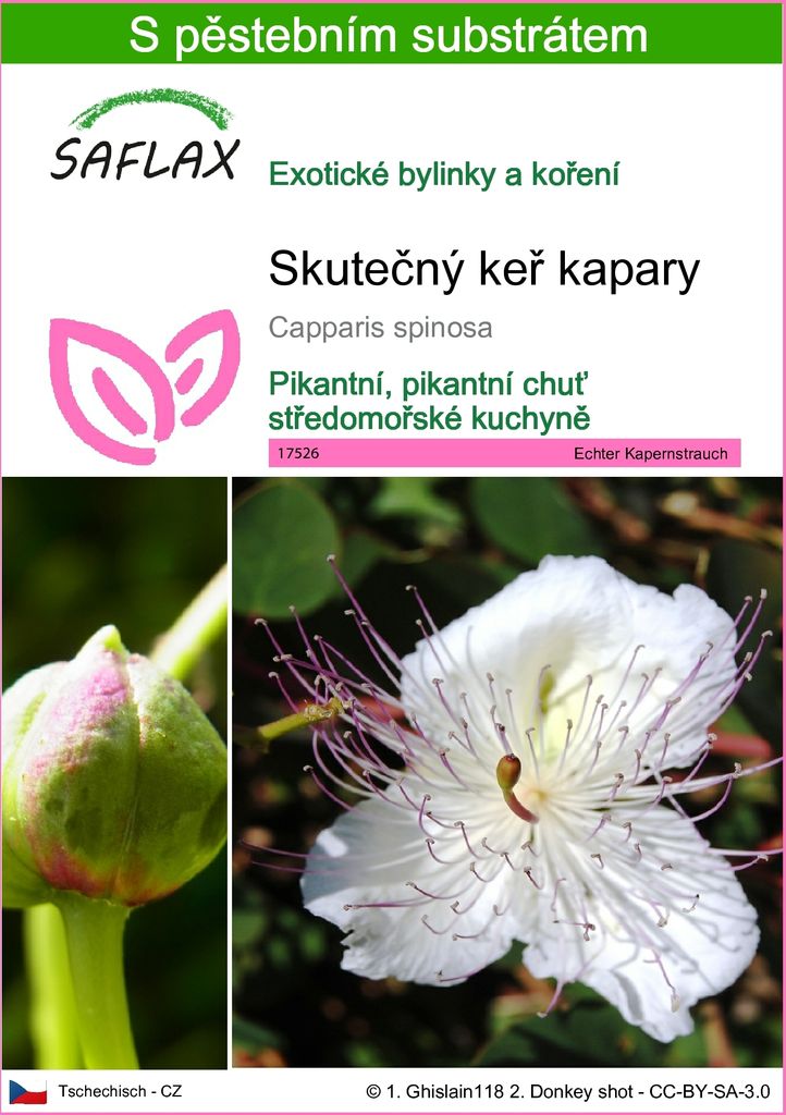 SAFLAX - Skutečný keř kapary - Capparis spinosa - 25 Semena Obrázek produktu 