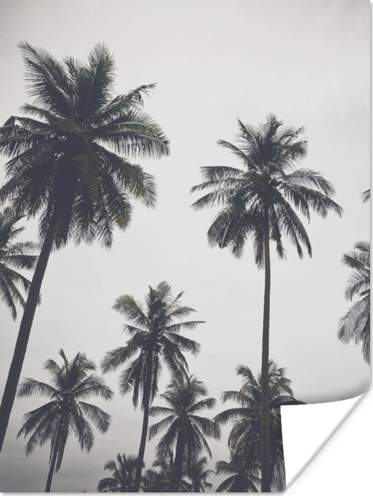 MuchoWow Poster Palme - Tropisch - Natur 90x120 cm - Wohnzimmer