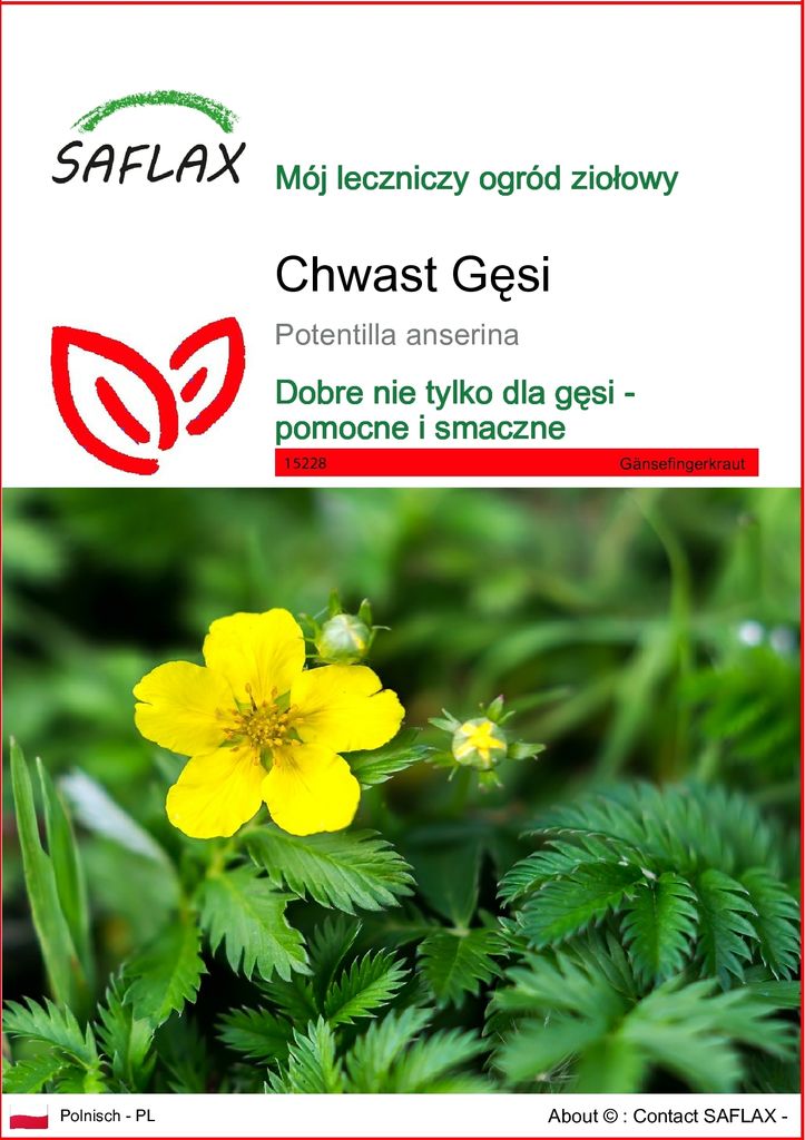 SAFLAX - Chwast Gęsi - 20 Nasiona - Potentilla anserina Zdjęcie produktu 