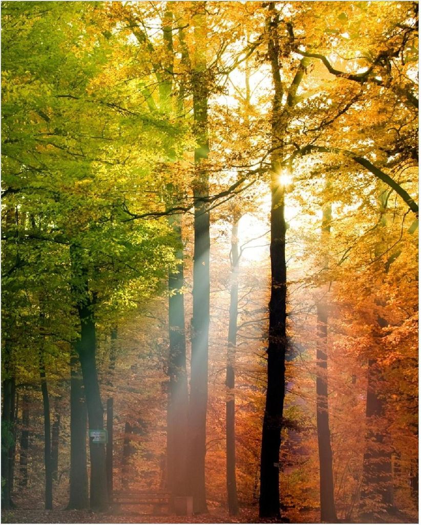 Wallario Poster - Sonnenuntergang im Herbstwald, Kunstdruck Größe: 40 x 50 cm