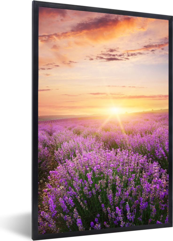 MuchoWow Gerahmtes Poster Lavendel - Sonne - Blumen 60x90 cm - Poster mit Schwarzem Bilderrahmen Wandposter Rahmen Foto Bilder - Kunst