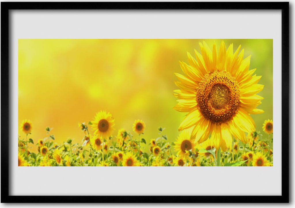 Bild 70x50 MDF-Rahmen Wandkunst Sonnenblume Pflanze