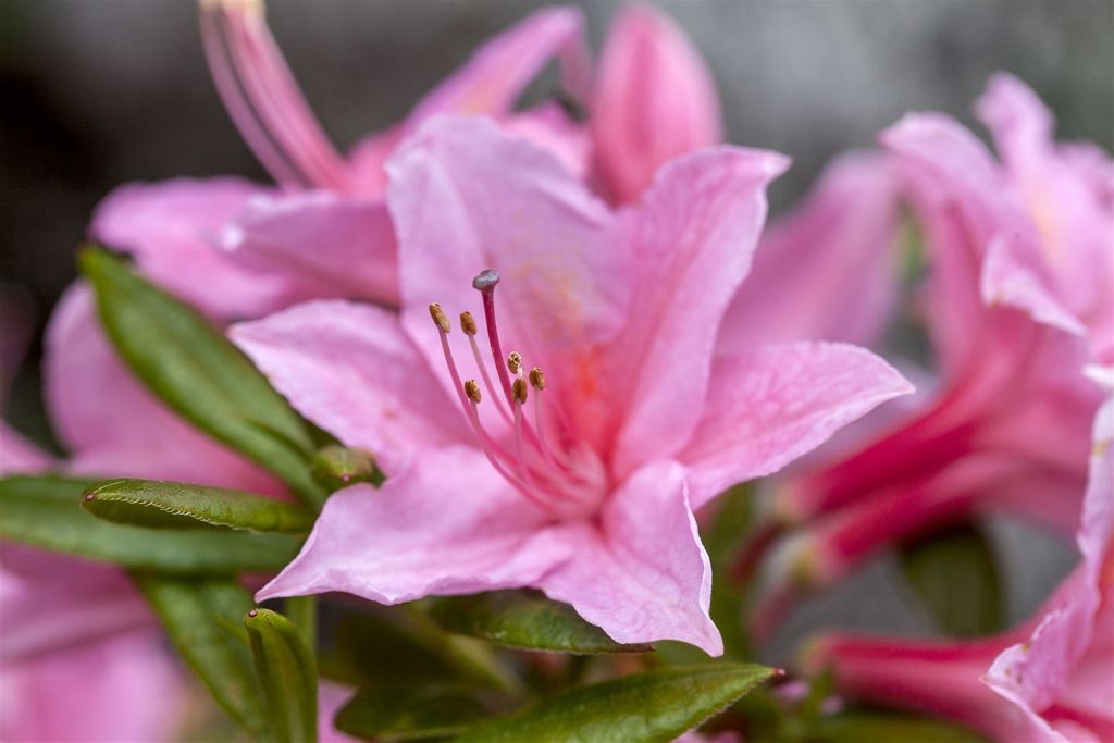 Rhododendron viscosum 'Jolie Madame', Sumpf-Rhododendron, rosa, 40–50 cm