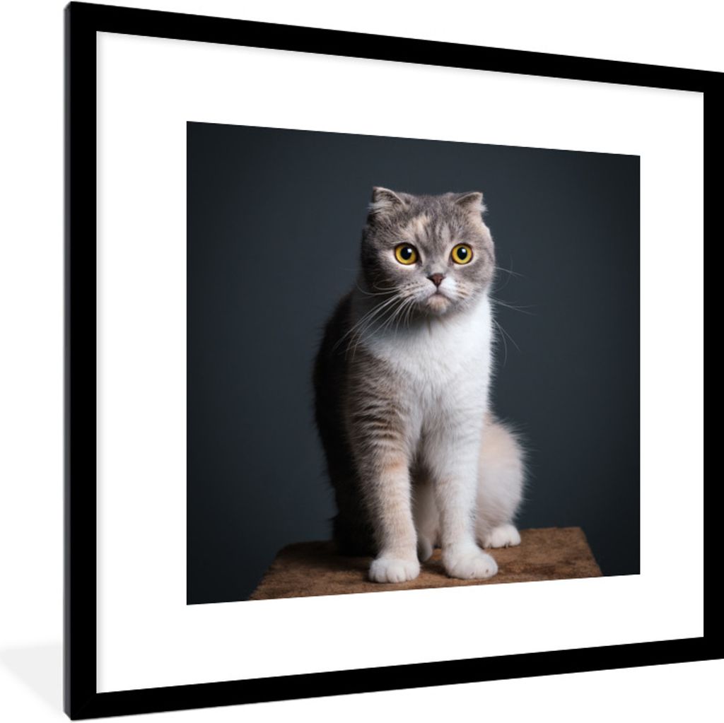 MuchoWow Gerahmtes Poster Katze - Haustiere - Licht 40x40 cm - Poster mit Schwarzem Bilderrahmen Wandposter Rahmen Foto Bilder
