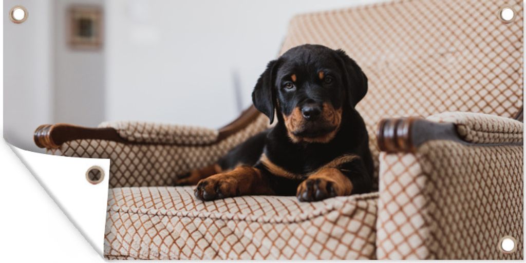 MuchoWow 160x80 cm Outdoor-Poster Gartendeko Sichtschutz Garten Poster für den Garten Niedlicher Rottweiler-Welpe sitzt auf einem Stuhl