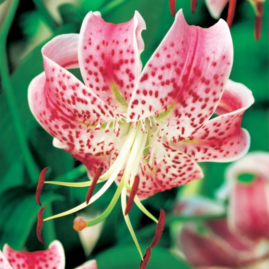 Lilia Drzewiasta Speciosum Rubrum 1 szt Lilie cebulki lilii Zdjęcie produktu 