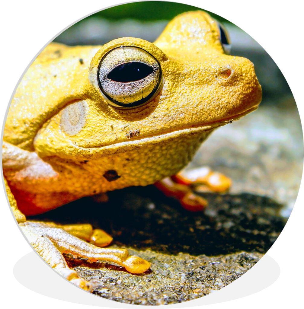 MuchoWow Rundes Wandbild - Runde Bilder Gelber Frosch auf dem Boden sitzend Ø 90 cm Kreis Wanddekoration Kunststoff - Wandkreis - Wandschmuck - ...