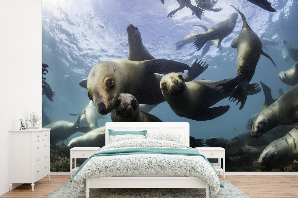 MuchoWow Fototapete für Wohnzimmer oder Schlafzimmer Wandtapete Vinyl Motivtapete Seelöwe - Wasser - Kamera - 360x240 cm - Vinyl-Tapete