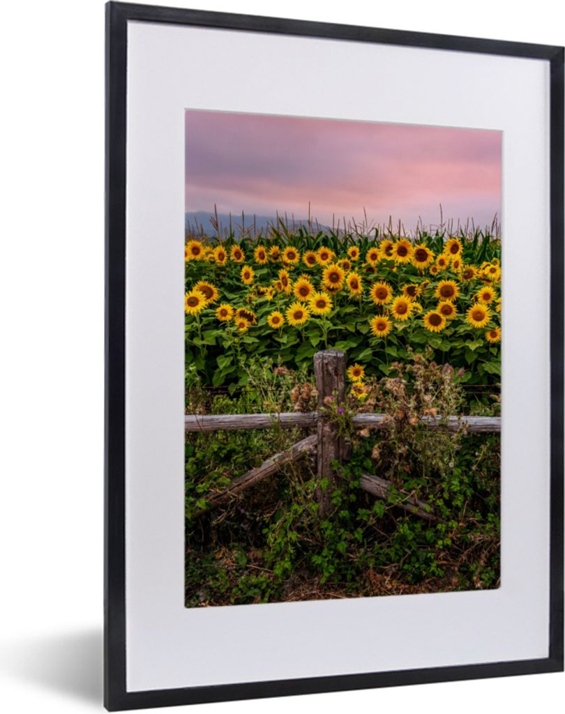 MuchoWow Gerahmtes Poster Sonnenblume - Blumen - Pflanzen 30x40 cm - Poster mit Schwarzem Bilderrahmen Wandposter Rahmen Foto Bilder - Wandposter...