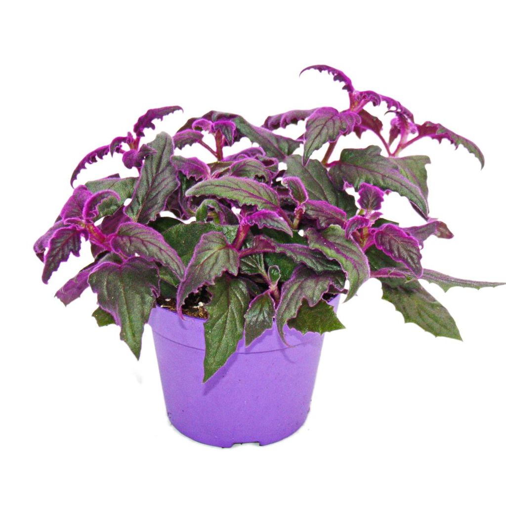 Samtblatt Gynura Purple Passion Samtnessel lilafarbene Pflanze