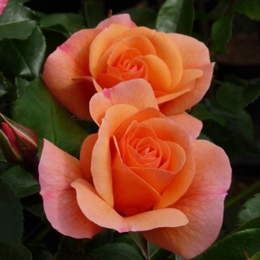 Růže  – Popínavá růže Kordes – Rosa 'Aprikola' Obrázek produktu 
