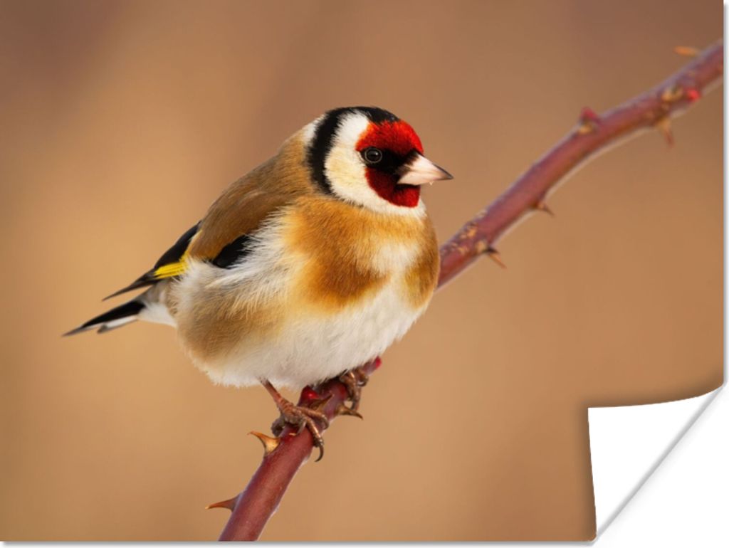 MuchoWow Poster Kropftaube - Vogel - Tiere 40x30 cm - Plakate für die Wände - Poster Wohnzimmer