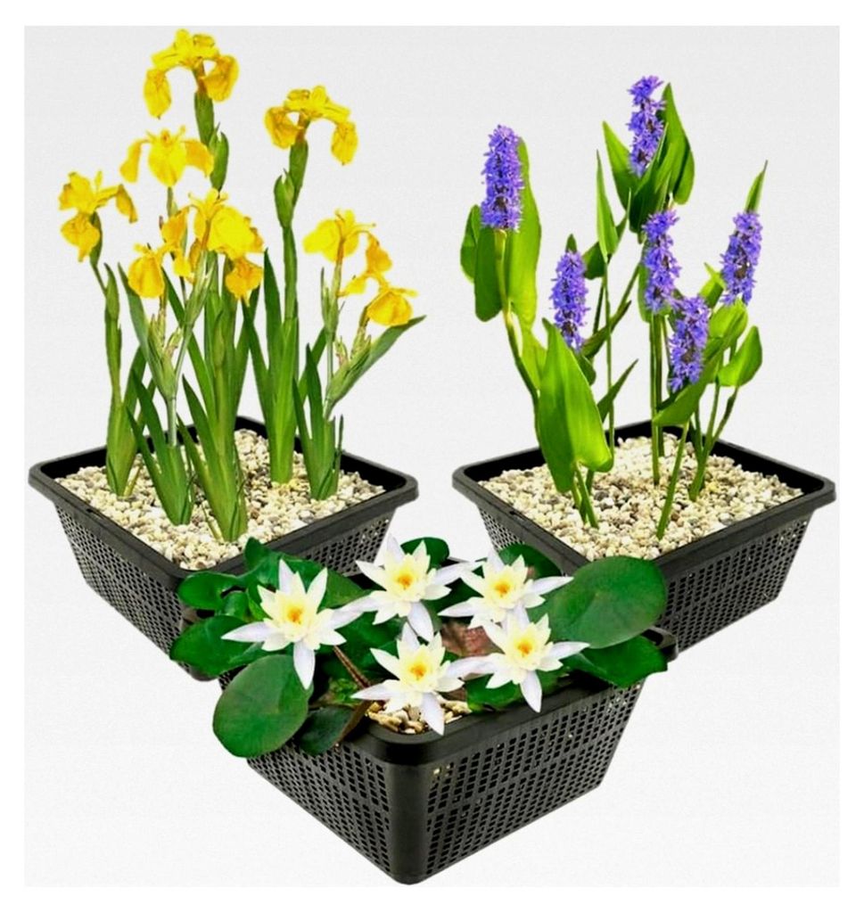 Set Weiße Zwergseerose - Lilie, Gelbe Lilie, Pikkraut - 9 Pflanzen - Platzierung: -10 bis -40cm