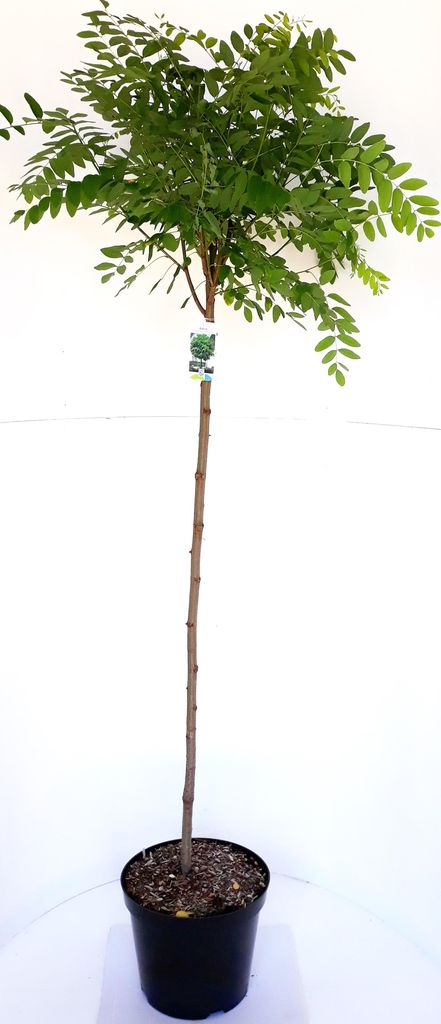 Robinia Umbraculifera, Kugelrobinie Stamm, Kugelbaum Produktbild 