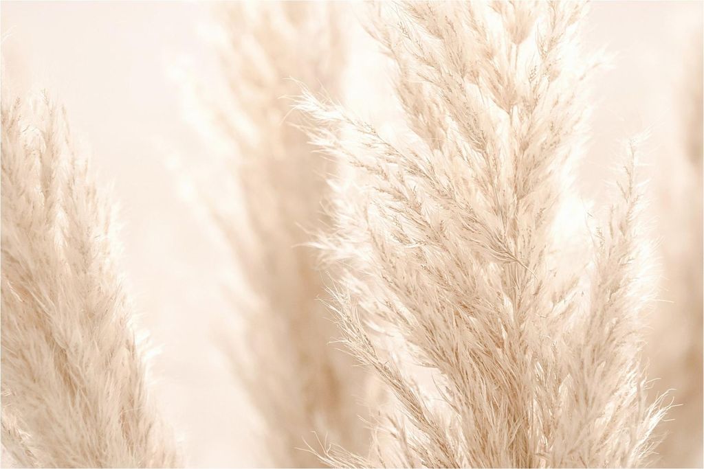 Fototapete Blumen - Vliestapete - Bildtapete UV-beständig Gräser beige Landhaus Wandtapete geruchsfrei