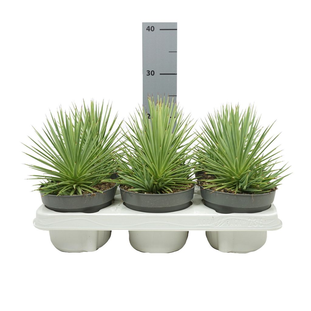 Agave striata var. nana - Agave à queue de cochon épineuse Image du produit 