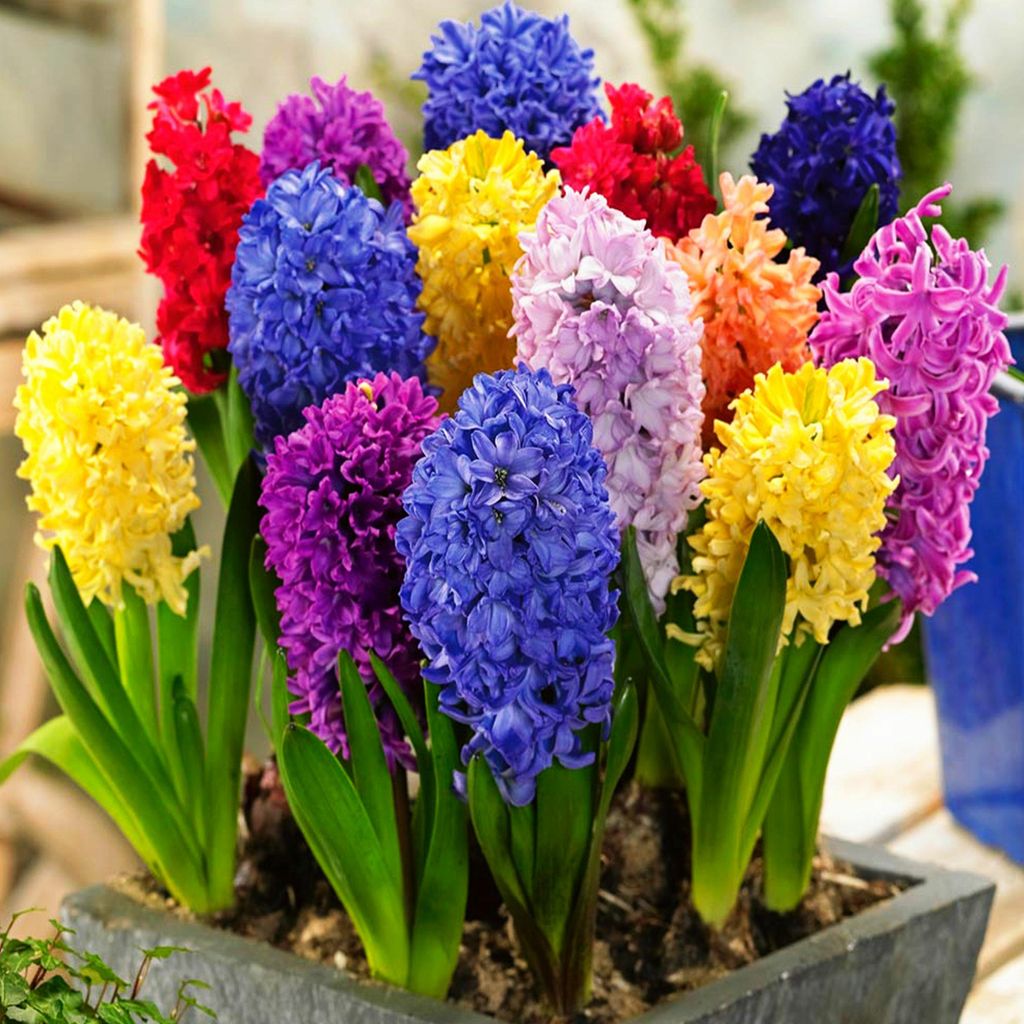 Hyazinthe Blumenzwiebeln Zwiebeln Blumen Hyacinthus Mix 5 Produktbild 
