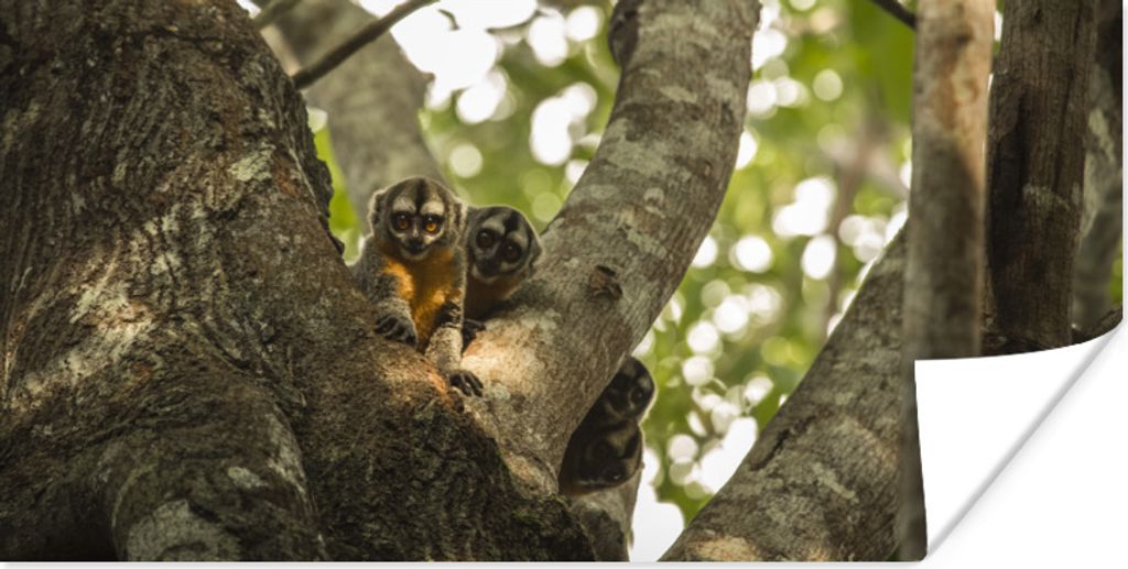 MuchoWow Poster Kleine Tiere in einem Baum 80x40 cm - Wanddeko